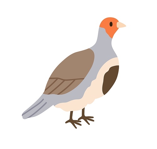 Grey partridge, forest Perdix of multicolored plumage. Woodland gamebird, feathered bird animal of North America and Europe woods. Flat vector illustration isolated on white background.