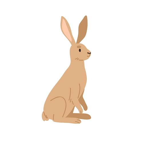 Wild brown hare. Forest animal with long ears. European woods jackrabbit. Cute jack rabbit, mammal character. Childish flat vector illustration isolated on white background.