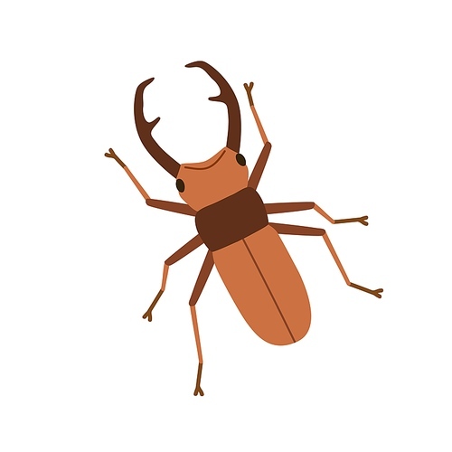 Greater stag beetle, horned European insect. Male horny bug crawling, above top view. Lucanus cervus. Flat vector illustration isolated on white background.