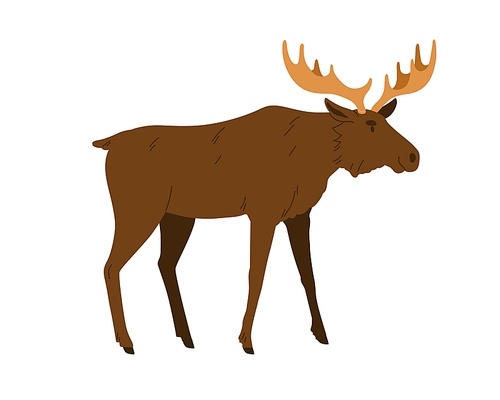 Moose, wild forest animal. Male bull elk with horns, antlers. Big woods mammal of North. Adult Northern stag profile. Colored flat vector illustration isolated on white background.