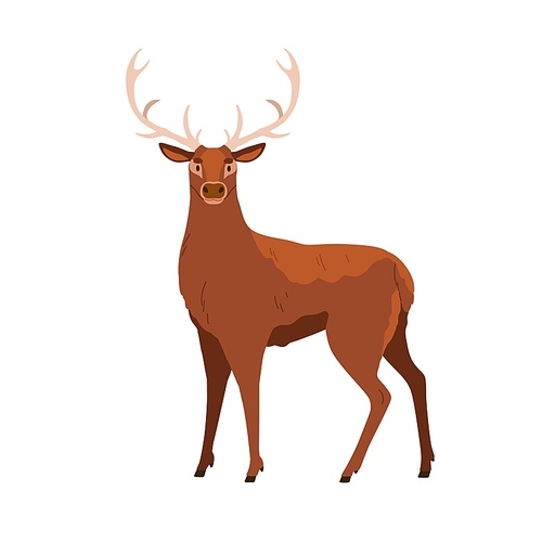 Red deer with antlers, wild forest animal. Male adult stag with horns. Big woods hoofed mammal of North America, Europe. Flat vector illustration isolated on white background.