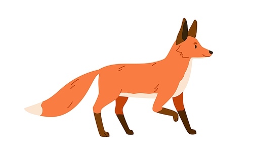 Red fox, wild forest mammal. Foxy animal with orange fur, fluffy tail. Cunning carnivore side view, profile. Northern woods predator. Colored flat vector illustration isolated on white background.