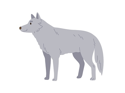 Gray wolf, wild forest animal. Woods hunter, predator. Canine beast, carnivore of Northern woodland. North dog-like mammal. Colored flat vector illustration isolated on white background.