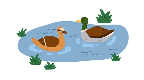 Ducks couple swimming in pond. Mallards, wild birds family floating on water surface in nature. Fowls pair, male and female in lake. Flat vector illustration isolated on white background.