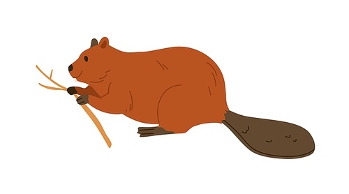 Beaver, wild forest rodent eating wood branch with teeth. North woods animal with tree twig. Northern American mammal. Flat vector illustration isolated on white background.