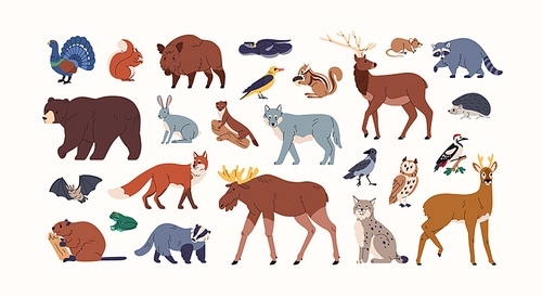 Forest animals set. Woodland fauna, bear, fox, badger, hare and boar. Wildlife mammals, elk, beaver, wild birds, lynx. Woods inhabitants. Flat graphic vector illustrations isolated on white background.