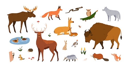 Forest animals set. Wild mammals of woodland. Fox, wolf, bison, elk, deer collection. Woods inhabitants, birds, beasts, owl, hedgehog and roe. Flat vector illustrations isolated on white background.