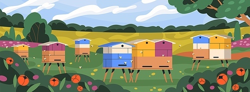 Apiary with bee hives and flying honeybees. Summer rural countryside landscape panorama with beehives boxes, garden, meadow flowers for pollination. Apiculture, beekeeping. Flat vector illustration.