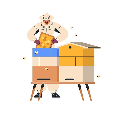 Apiarist at hive, holding honeycomb. Beekeeper in suit hat at beehive with honey comb. Bee keeper worker at apiary. Beekeeping apiculture concept. Flat vector illustration isolated on white background.