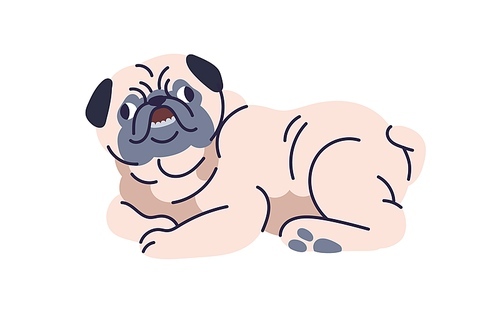 Cute dog, pug breed. Funny puppy, small canine animal lying. Little purebred doggy, pup. Adorable lovely amusing wrinkled pet relaxing. Flat vector illustration isolated on white background.