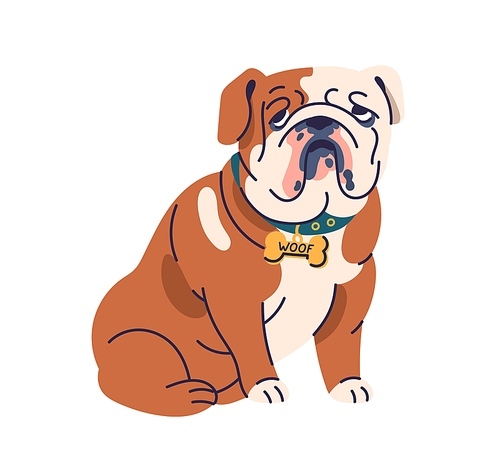 Cute dog of English bulldog breed. Funny chunky doggy, canine animal portrait. Purebred puppy in collar. Adorable chubby bully pup. Colored flat vector illustration isolated on white background.