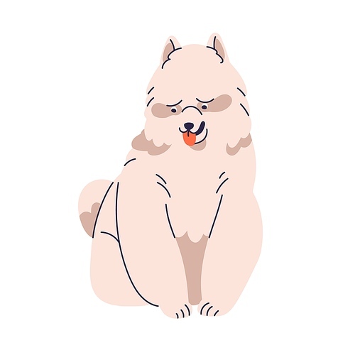 Samoyed, big canine animal breed. Cute funny doggy with fluffy shaggy hair, fuzzy coat. Pedigreed Russian Siberian hairy puppy with tongue out. Flat vector illustration isolated on white background.