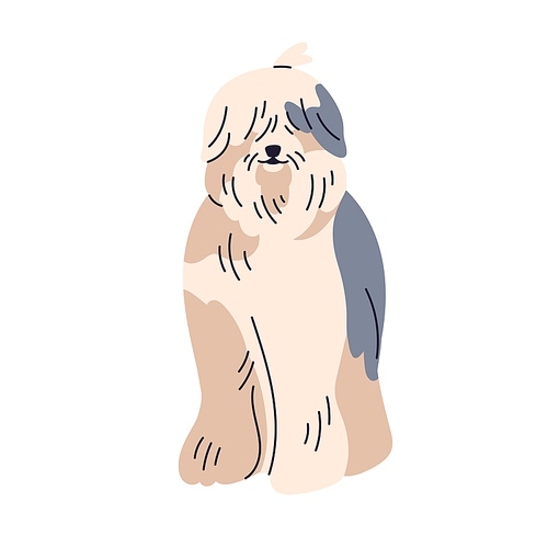 Bobtail dog breed. Cute bob-tail shepherd doggy. Old English Sheepdog, canine animal with shaggy hairy fuzzy coat, long hair, covering eyes. Flat vector illustration isolated on white background.