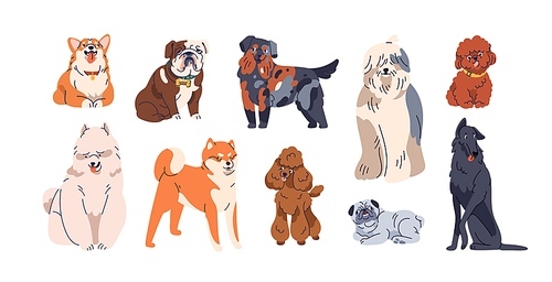 Different dogs breeds set. Cute purebred doggies, puppies. Corgi, Akita Inu, Bobtail, Border Collie, English bulldog pedigrees collection. Flat vector illustrations isolated on white background.