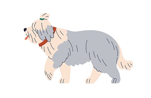 Bobtail dog breed. Old English sheepdog, cute fluffy canine animal. Sweet bob-tailed doggy profile, shaggy hairy shepherd walking, strolling. Flat vector illustration isolated on white background.