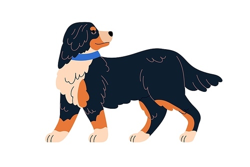 Swiss mountain dog of Sennenhunds breed. Shaggy doggy walking, strolling. Cute canine animal profile. Puppy in collar, going, looking back. Flat vector illustration isolated on white background.
