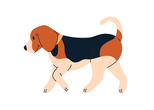 Cute dog of Beagle breed. Happy doggy profile, walking, going. Adorable puppy, canine animal, side view. Sweet lovely tricolor pup strolling. Flat vector illustration isolated on white background.