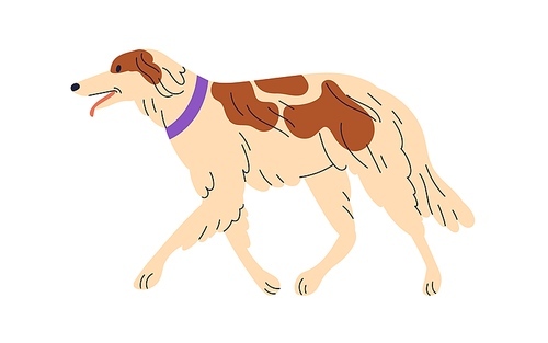 Cute dog of Borzoi breed. Happy big thin doggy walking. Russian Hunting Sighthound, wolfhound going, strolling. Canine animal profile in collar. Flat vector illustration isolated on white background.
