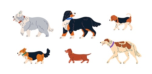 Cute dogs walking. Canine animals breeds profiles set. Purebred doggies of Bobtail, Sennenhund, Beagle, Corgi, Dachshund and Borzoi pedigree. Flat vector illustrations isolated on white background.