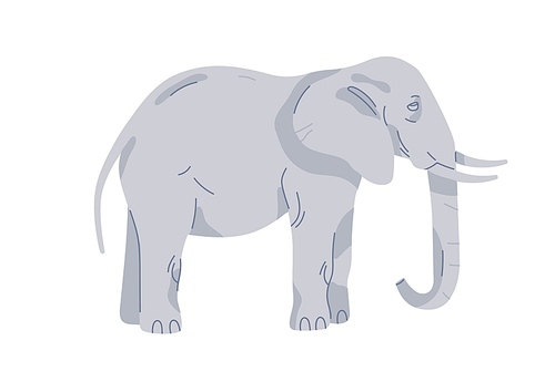 Elephant, large strong African animal. Wild huge great Asian mammal standing with tusks and trunk, side view, profile. Zoology, flat vector illustration isolated on white background.