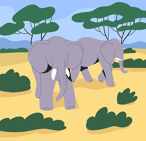 Big wild elephant in Africa nature, savanna landscape. African animals in savana park, safari parkland. Huge mammals with trunks, tusks, walking in savannah. Wildlife. Flat vector illustration.