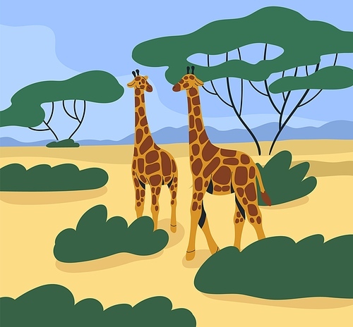 Giraffes couple wild African animals in tropical nature, savanna landscape. Savana park, safari parkland in Africa. Southern wildlife. Long-necked tall mammals walking. Flat vector illustration.