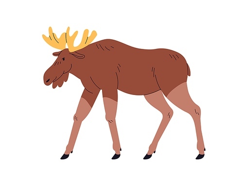 Elk, wild forest animal with horns. Big European, American mammal, walking, side view, profile. Herbivorous fauna. Cervus canadensis. Flat vector illustration isolated on white background.