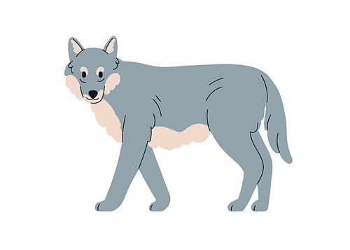 Grey wolf, wild forest canine animal. Carnivore, wood beast. Canis lupus, carnivorous mammal standing looking. Flat vector illustration isolated on white background.