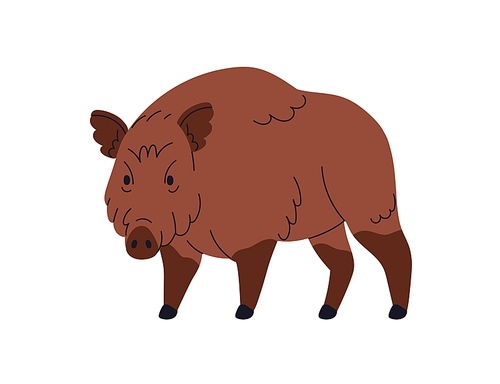 Wild boar, large forest pig, hog with brown fur. European Eurasian Sus Scrofa, swine beast. Woods fauna, omnivore mammal. Flat vector illustration isolated on white background.