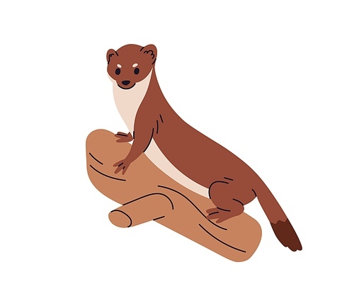 Marten, little wild animal. Martes, weasel-like mammal, small forest fauna. European and American woodland rodent. Flat vector illustration isolated on white background.