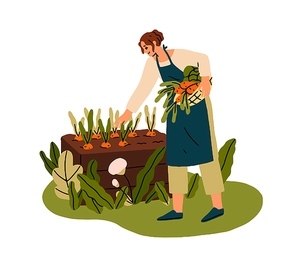Farmer collecting vegetables, picking harvest, carrots from raised garden bed. Woman with farm, agriculture hobby, cultivating food crops in soil. Flat vector illustration isolated on white background.