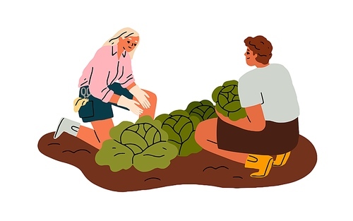 Farmer couple collecting vegetables, picking harvest, cabbages from garden bed. Family work at farm field, cultivating food crops together. Flat vector illustration isolated on white background.