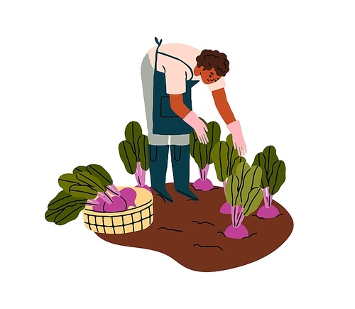 Farmer collecting vegetables, picking beet harvest, beetroots. Person works at farm field, cultivating food crops, plants. Agriculture worker. Flat vector illustration isolated on white background.