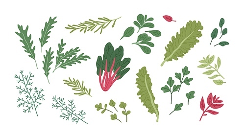 Set of fresh green herbs and spices. Raw organic seasonings and herbal plants. Leaf of dill, rosemary, basil, arugula, chard, lettuce and parsley. Flat vector illustration isolated on white background.