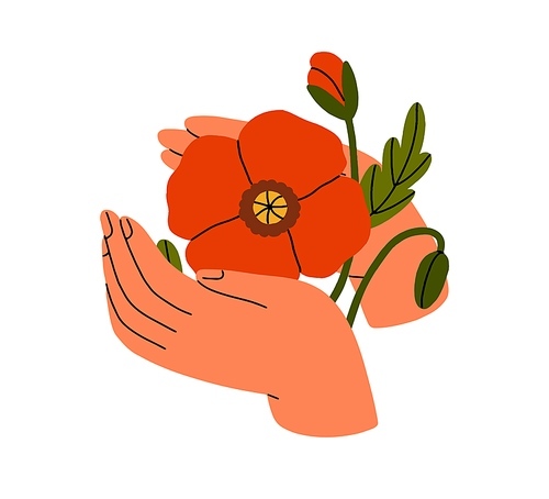 Hands holding flower, red poppy. Blooming blossomed floral plant, remembrance memorial symbol. Gentle delicate field flora petals, bud. Flat vector illustration isolated on white background.