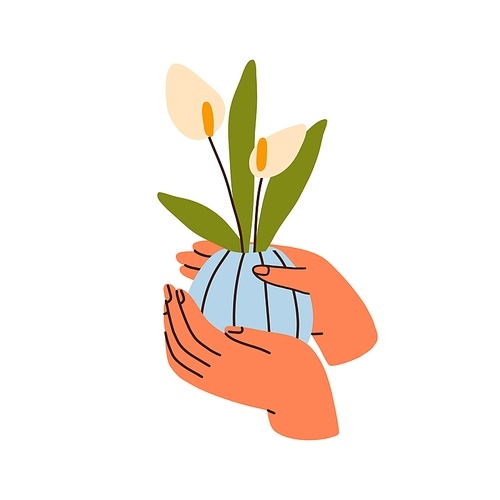 Hands holding delicate flowers in vase. Blooming buds, leaves, floral plants posy in pot. Fresh cut gentle tender calla lilies. Flat graphic vector illustration isolated on white background.