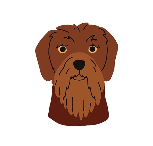 Drahthaar breed, dog head avatar. German wirehaired pointer, doggy face, canine portrait. Serious purebred hound, puppy muzzle. Flat graphic vector illustration isolated on white background.