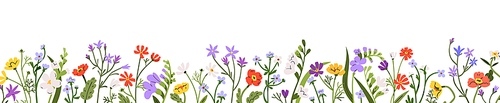 Flowers border. Spring and summer floral plants, garden and meadow blooms. Horizontal botanical decoration. Wildflowers, nature banner. Flat graphic vector illustration isolated on white background.