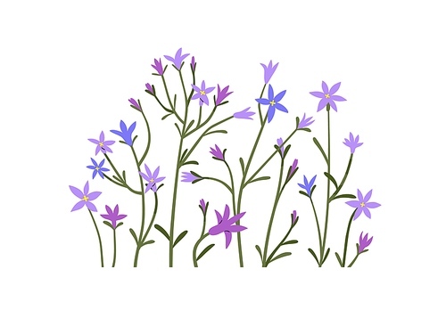 Spring flowers cluster, floral decoration. Spreading bellflowers, wildflowers, blossomed blooms, stems. Delicate field and meadow plants. Flat graphic vector illustration isolated on white background.