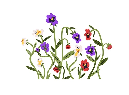 Flowers decoration. Pansies cluster. Heartsease wildflowers, blossomed field plants group. Gentle blooms branches, stems with leaf. Flat graphic vector illustration isolated on white background.
