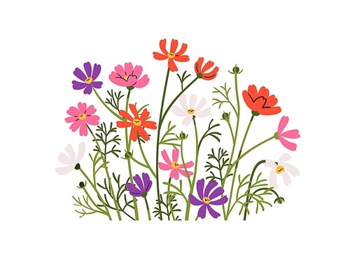 Cosmos flowers, spring blooms decoration. Floral branches, stems, leaves, gentle delicate field, meadow plants, nature decor. Botanical flat graphic vector illustration isolated on white background.