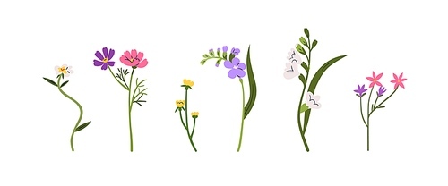 Delicate flower stems set. Blossomed plants, wildflower branches with gentle buds, leaf. Field, meadow blooms. Botanical decorations. Flat graphic vector illustrations isolated on white background.