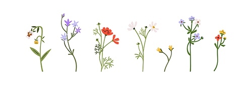 Delicate floral plants, flower stems, branches set. Spring blossomed wildflowers, blooms. Pansy, forget-me-not, spreading bellflower. Flat graphic vector illustrations isolated on white background.