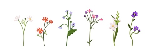 Flower stems set. Spring blooms, field and meadow plants. Gentle floral botanical elements. Delicate forget-me-nots, freesia, pansy. Flat graphic vector illustrations isolated on white background.
