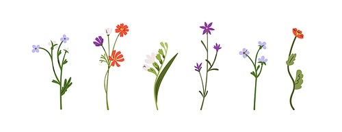 Field flowers stems, blooms set. Delicate gentle spring, summer plants. Wildflowers decoration, meadow floral botanical elements. Flat graphic vector illustrations isolated on white background.