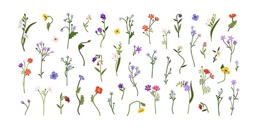 Spring flowers, floral stems, branches set. Gentle blooming field plants. Botanical decorations, anemones, freesia, spreading bellflower. Flat graphic vector illustrations isolated on white background.