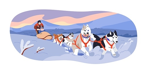 Dogs running in harnesses, people in sled sleigh. Riding sleddogs in snow, winter holiday at North Pole. Dogsledding, northern canine travel. Flat vector illustration isolated on white background.