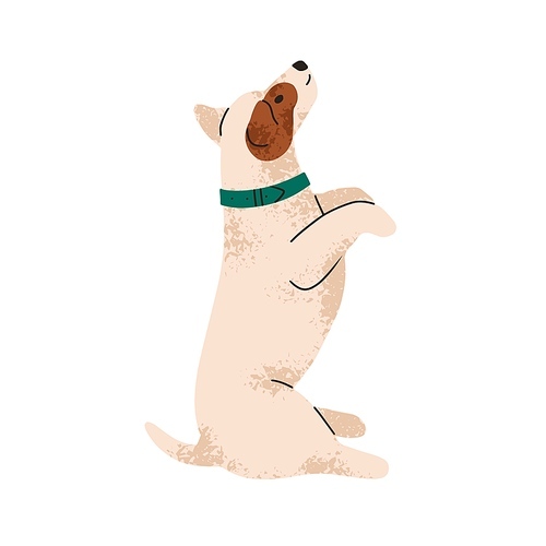 Cute dog in begging pose. Funny puppy of Jack Russell terrier breed. Canine obedience. Adorable pup in praying position, performing command. Flat vector illustration isolated on white background.