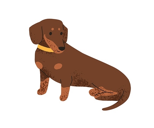 Cute puppy of Dachshund breed. Funny sausage dog. Long short doggie, companion pup. Lovely sweet nice canine animal, pet with collar. Flat vector illustration isolated on white background.