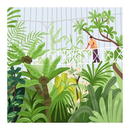 Greenhouse, botanical garden, park. Person walking on bridge in conservatory with greenery, exotic tropical leaf plants thickets, nature in hothouse, green glass house. Flat vector illustration.